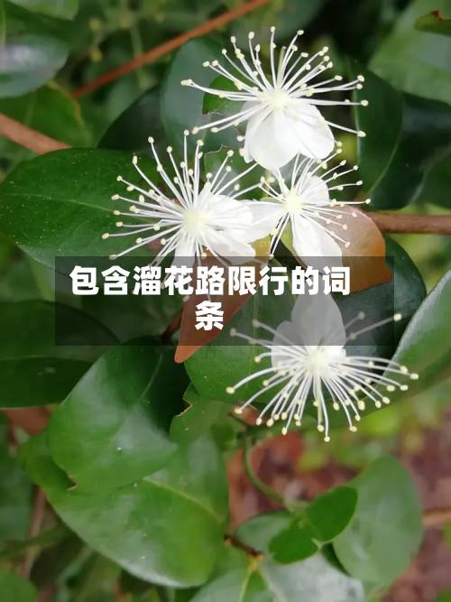 包含溜花路限行的词条