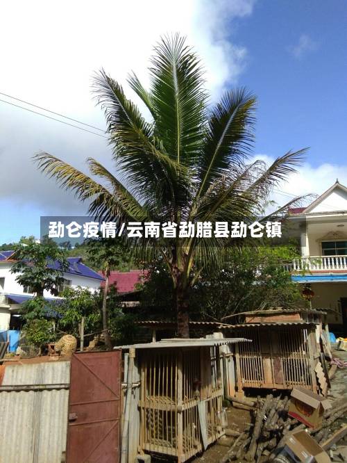 勐仑疫情/云南省勐腊县勐仑镇-第2张图片