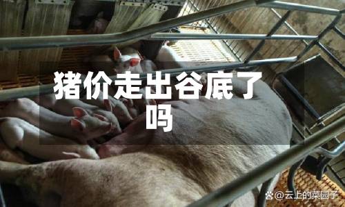 猪价走出谷底了吗-第3张图片