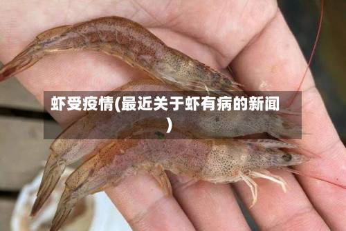 虾受疫情(最近关于虾有病的新闻)-第2张图片